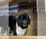 Small Photo #1 Newfoundland Puppy For Sale in HENDERSONVILLE, NC, USA