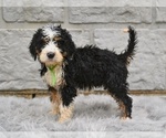 Small #2 Bernedoodle