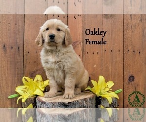 English Cream Golden Retriever Puppy for Sale in HARRISONBURG, Virginia USA