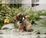 Small Photo #2 Bernese Mountain Dog-Caucasian Shepherd Dog Mix Puppy For Sale in STEVENS, PA, USA