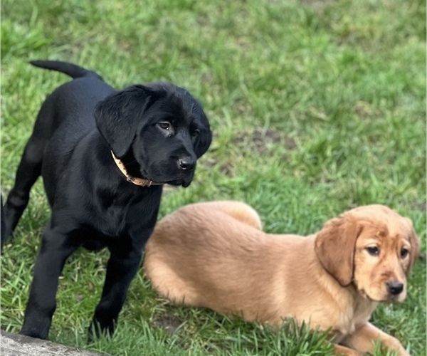 Medium Photo #1 Irish Setter-Labrador Retriever Mix Puppy For Sale in SHEDD, OR, USA