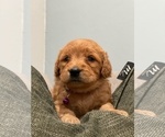 Small Photo #12 Goldendoodle Puppy For Sale in VALLEJO, CA, USA