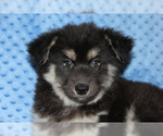 Small Photo #3 Pomsky Puppy For Sale in DENTON, TX, USA
