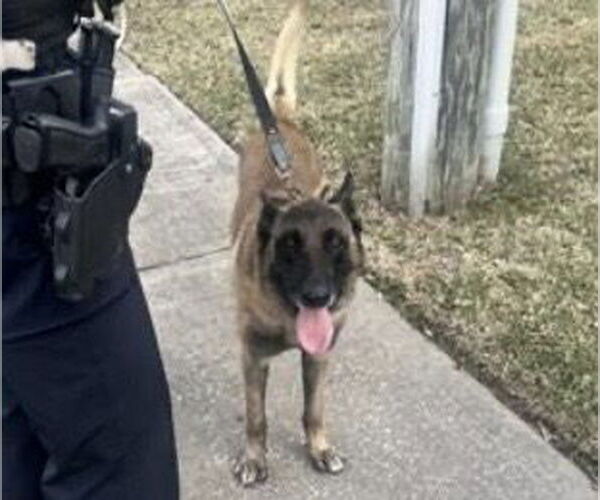 Medium Photo #2 Mutt Puppy For Sale in Houston, TX, USA