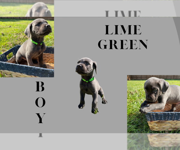Medium Photo #5 Cane Corso Puppy For Sale in MCDONOUGH, GA, USA