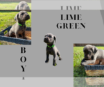 Small Photo #5 Cane Corso Puppy For Sale in MCDONOUGH, GA, USA