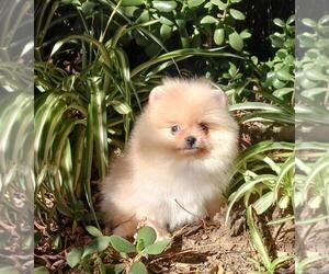 Pomeranian Puppy for sale in BEVERLY HILLS, CA, USA