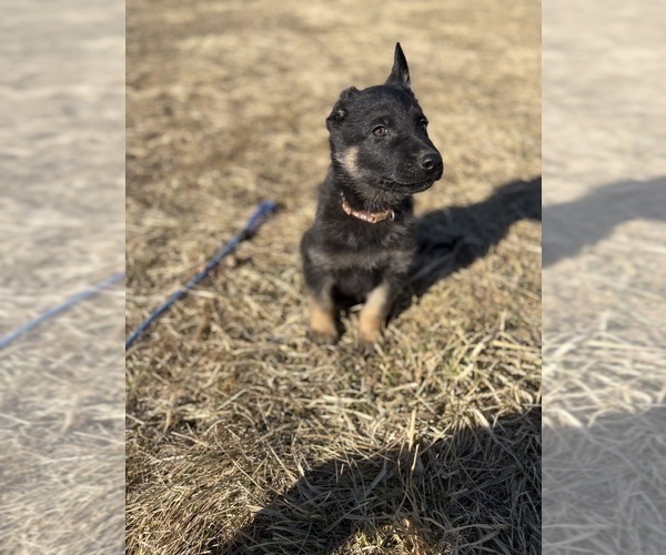 Medium Photo #4 German Shepherd Dog Puppy For Sale in SUMPTER TWP, MI, USA