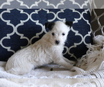 Small #2 Fox Terrier (Smooth)-Poodle (Miniature) Mix