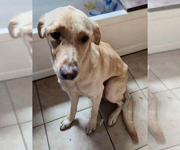 Medium Photo #2 Mutt Puppy For Sale in Olalla, WA, USA