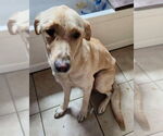 Small #1 Mutt
