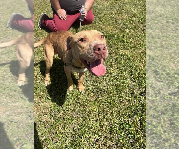 Medium Photo #2 Mutt Puppy For Sale in Abbeville, LA, USA