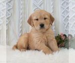 Small #3 Golden Retriever