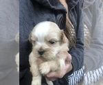 Small Photo #14 Shih Tzu Puppy For Sale in MILTON, FL, USA