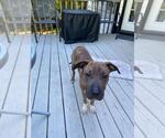 Small #11 Chinese Shar-Pei Mix