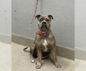 Mutt Dogs for adoption in Las Vegas, NV, USA