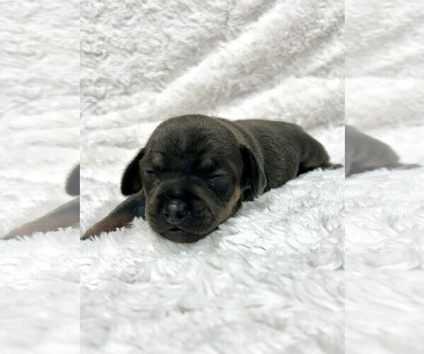 Medium Photo #2 Chihuahua-Unknown Mix Puppy For Sale in Princeton, MN, USA