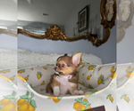 Small #1 Chihuahua