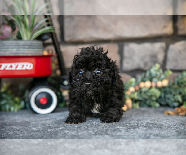 Medium Photo #9 Havapoo Puppy For Sale in SUGARCREEK, OH, USA