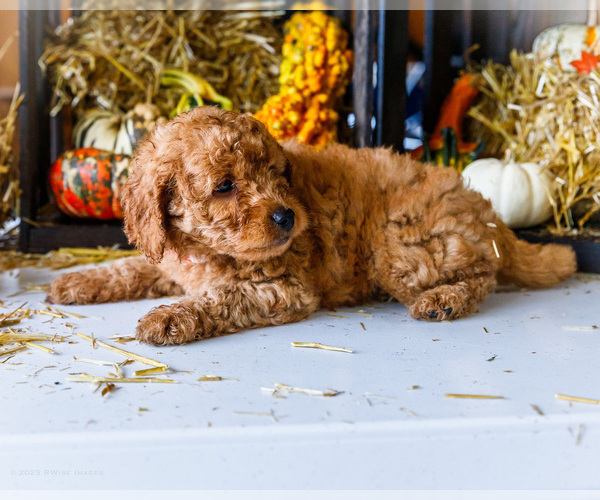 Medium Photo #3 Goldendoodle-Poodle (Miniature) Mix Puppy For Sale in WAKARUSA, IN, USA