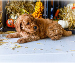 Small #2 Goldendoodle-Poodle (Miniature) Mix