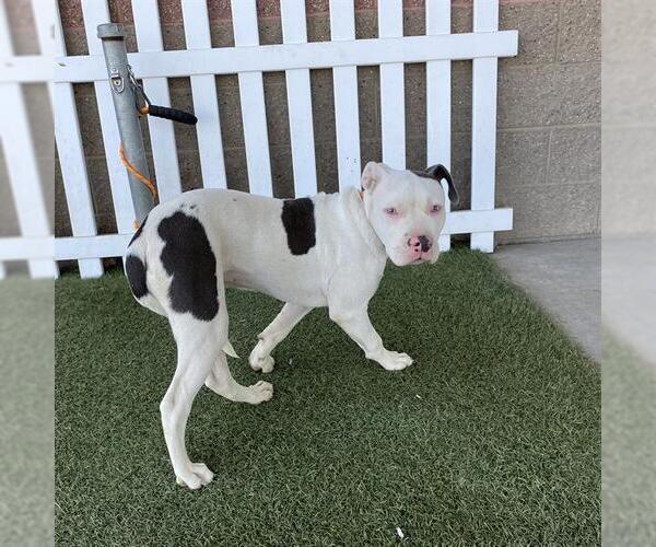 Medium Photo #1 Mutt Puppy For Sale in Modesto, CA, USA
