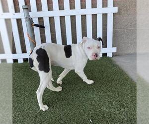Mutt Dogs for adoption in Modesto, CA, USA