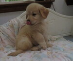 Small #11 Golden Retriever