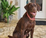 Small #4 Labrador Retriever