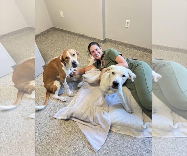 Medium Photo #5 Mutt Puppy For Sale in Holland, MI, USA