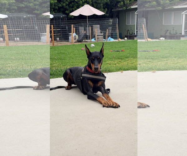 Medium Photo #1 Doberman Pinscher Puppy For Sale in Buffalo, MN, USA
