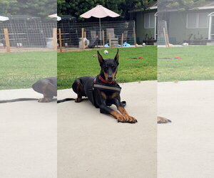 Doberman Pinscher Dogs for adoption in Buffalo, MN, USA