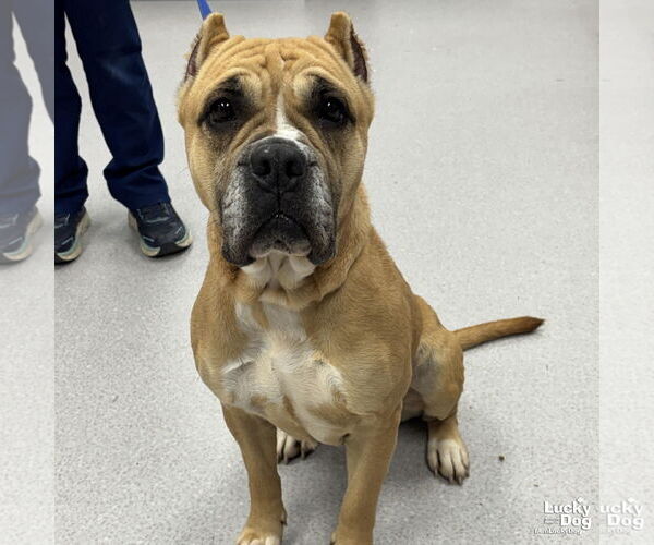 Medium Photo #5 Boxer-Unknown Mix Puppy For Sale in Washington, DC, USA