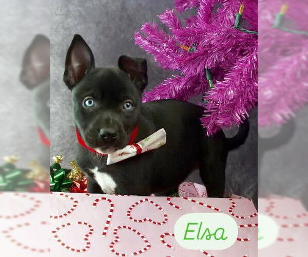 Medium Photo #4 Mutt Puppy For Sale in San Diego, CA, USA