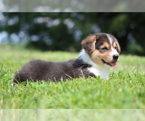 Medium Pembroke Welsh Corgi