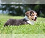 Puppy Dalton Pembroke Welsh Corgi