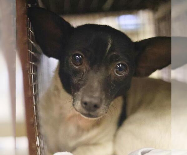 Medium Photo #1 Chihuahua Puppy For Sale in San Antonio, TX, USA