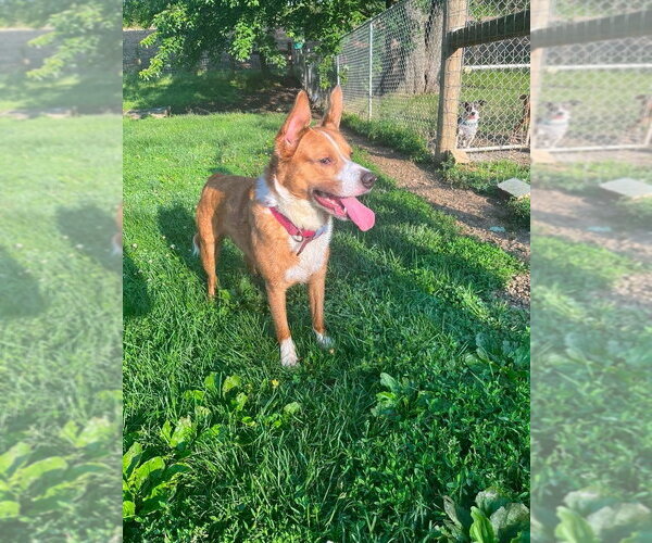 Medium Photo #3 Border-Aussie Puppy For Sale in Osgood, IN, USA