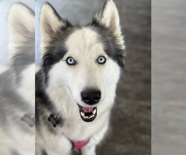 Medium Photo #1 Siberian Husky-Unknown Mix Puppy For Sale in Andover, MN, USA