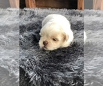 Small Photo #2 Shih Tzu Puppy For Sale in MILTON, FL, USA