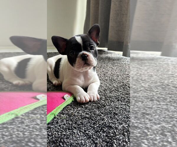 Medium Photo #27 French Bulldog Puppy For Sale in MISSION, TX, USA