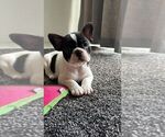 Puppy Puppy 6 French Bulldog