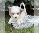 Image preview for Ad Listing. Nickname: Pixie