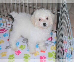 Poodle (Toy) Puppy for sale in ORO VALLEY, AZ, USA