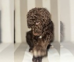 Small Photo #2 Double Doodle Puppy For Sale in OKLAHOMA CITY, OK, USA