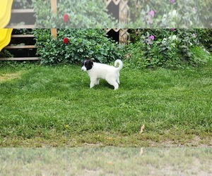 Medium Border Collie