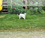 Puppy Conner Border Collie