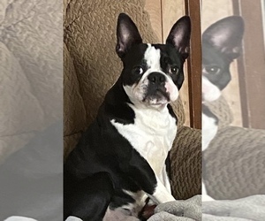 Father of the Boston Terrier puppies born on 07/31/2022