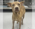 Small #4 Carolina Dog Mix