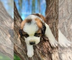 Small Photo #47 Saint Bernard Puppy For Sale in TURLOCK, CA, USA